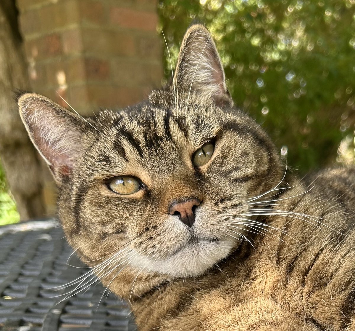 🇺🇦 Jackie (& Hari 😺) Stephen tweet media