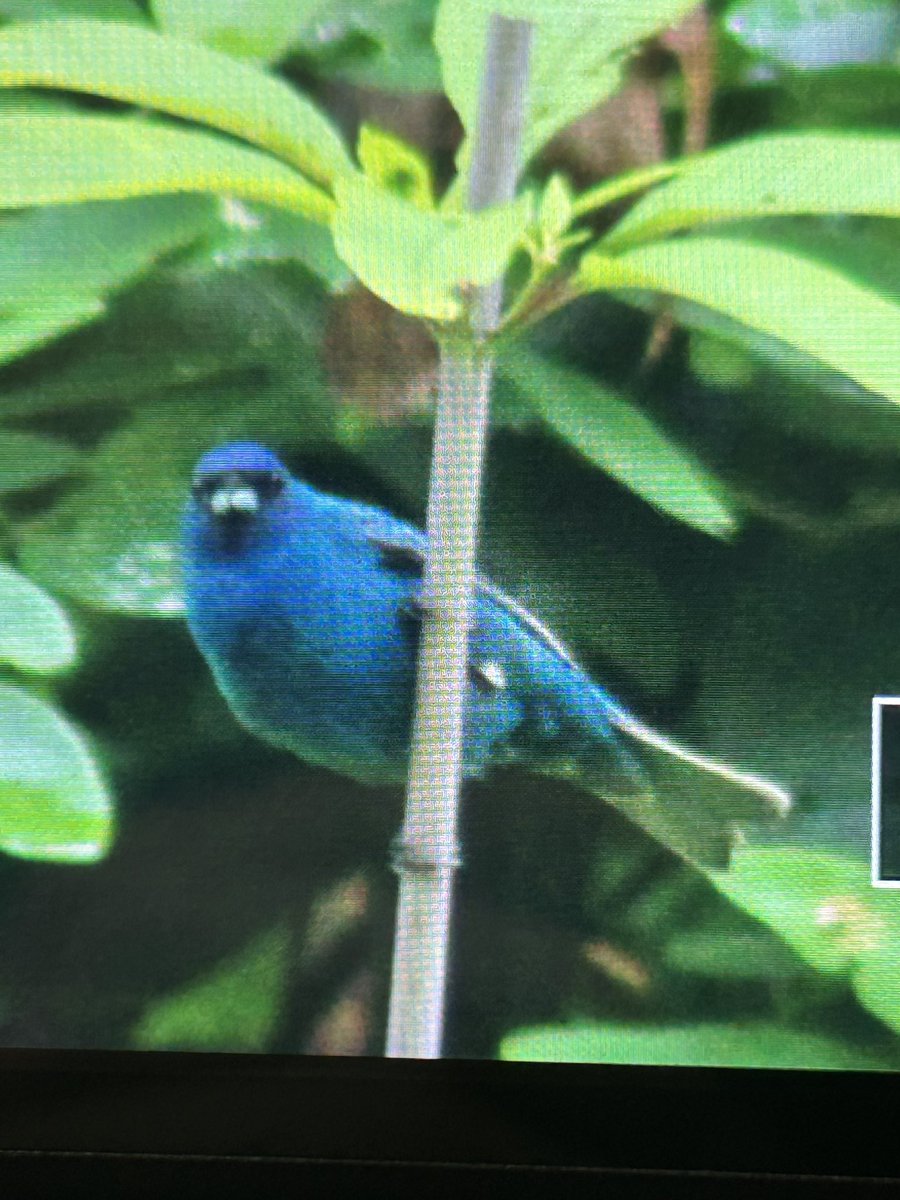Mentally deranged nuthatch 𓅫 tweet media