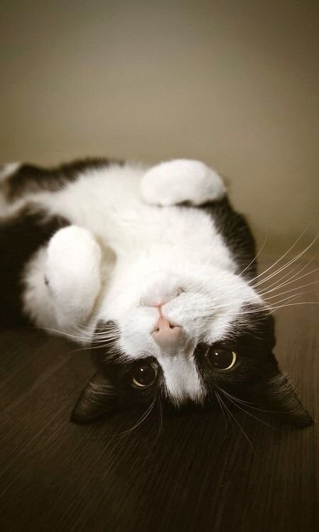 SpikeGrunge's tweet photo. El amor es como un gatito… no puedes obligarlo a venir, solo puedes crear un espacio cálido y esperar a que decida quedarse. 🍁🍂 https://t.co/o43v8u3bPZ