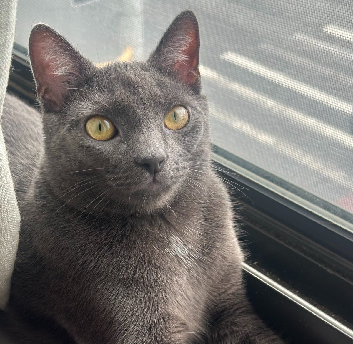 BLKSTUNNA's tweet photo. this cat looks just like my baby 🥺 https://t.co/YMtw04V41Y