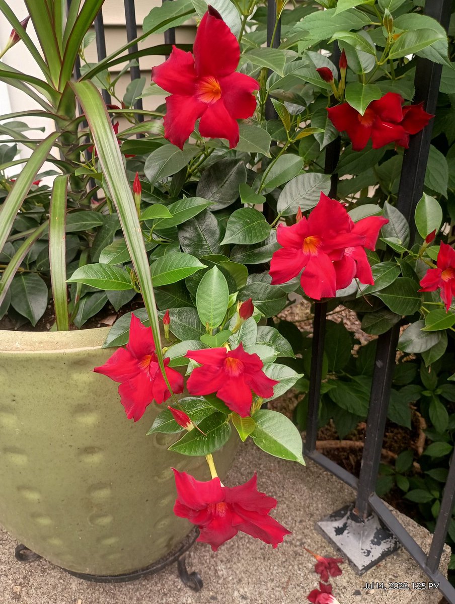 PMonteleano's tweet photo. Finally some Day Lilly blooms survived the deer. 
Weird smoke overcast sky. https://t.co/djcJX7p27N