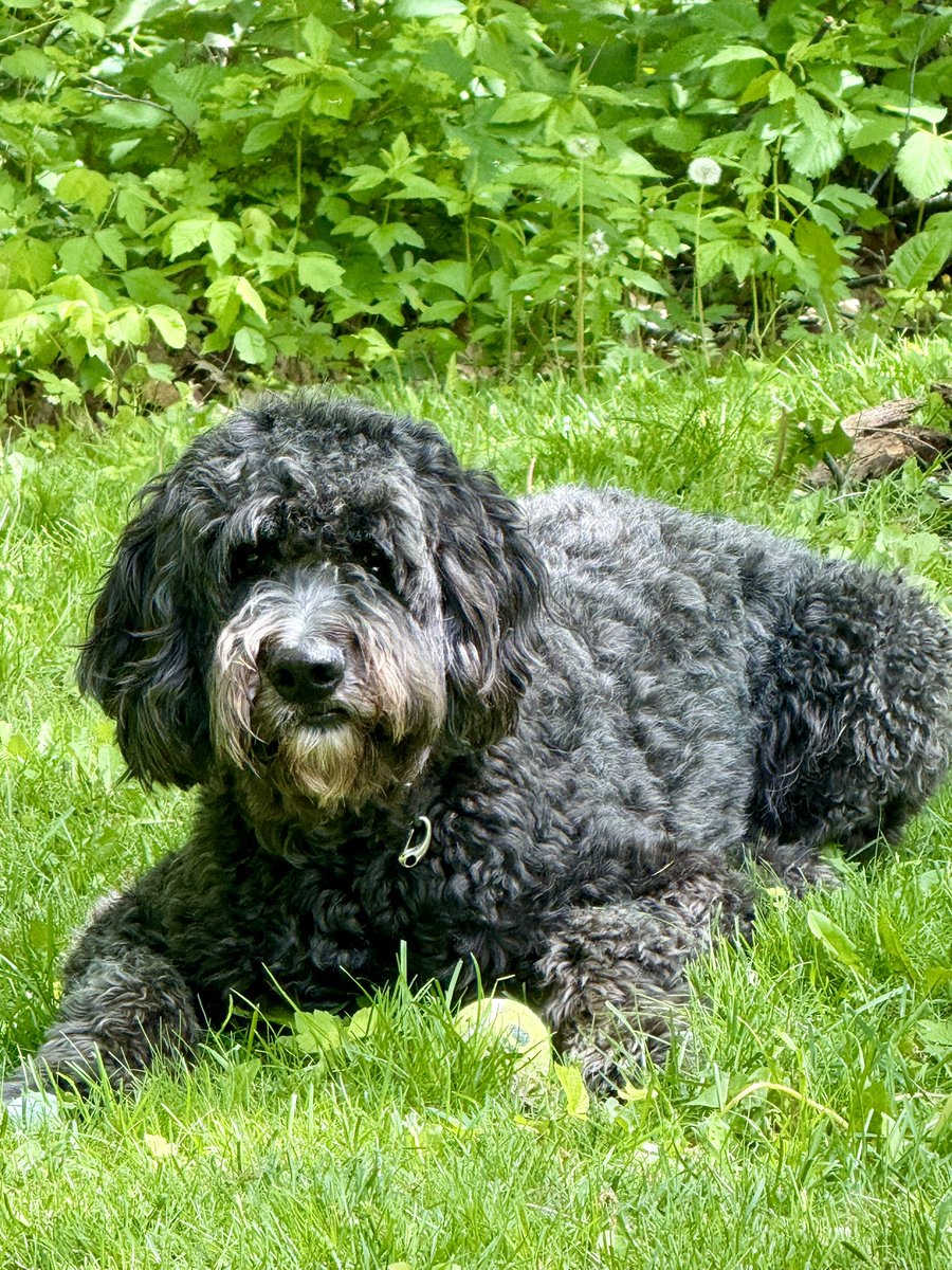 KnappFitz's tweet photo. @Hsolo275 Looks familiar. Here is my pup, whose name is Ranger (no joke) https://t.co/4oLVzQ2j4D