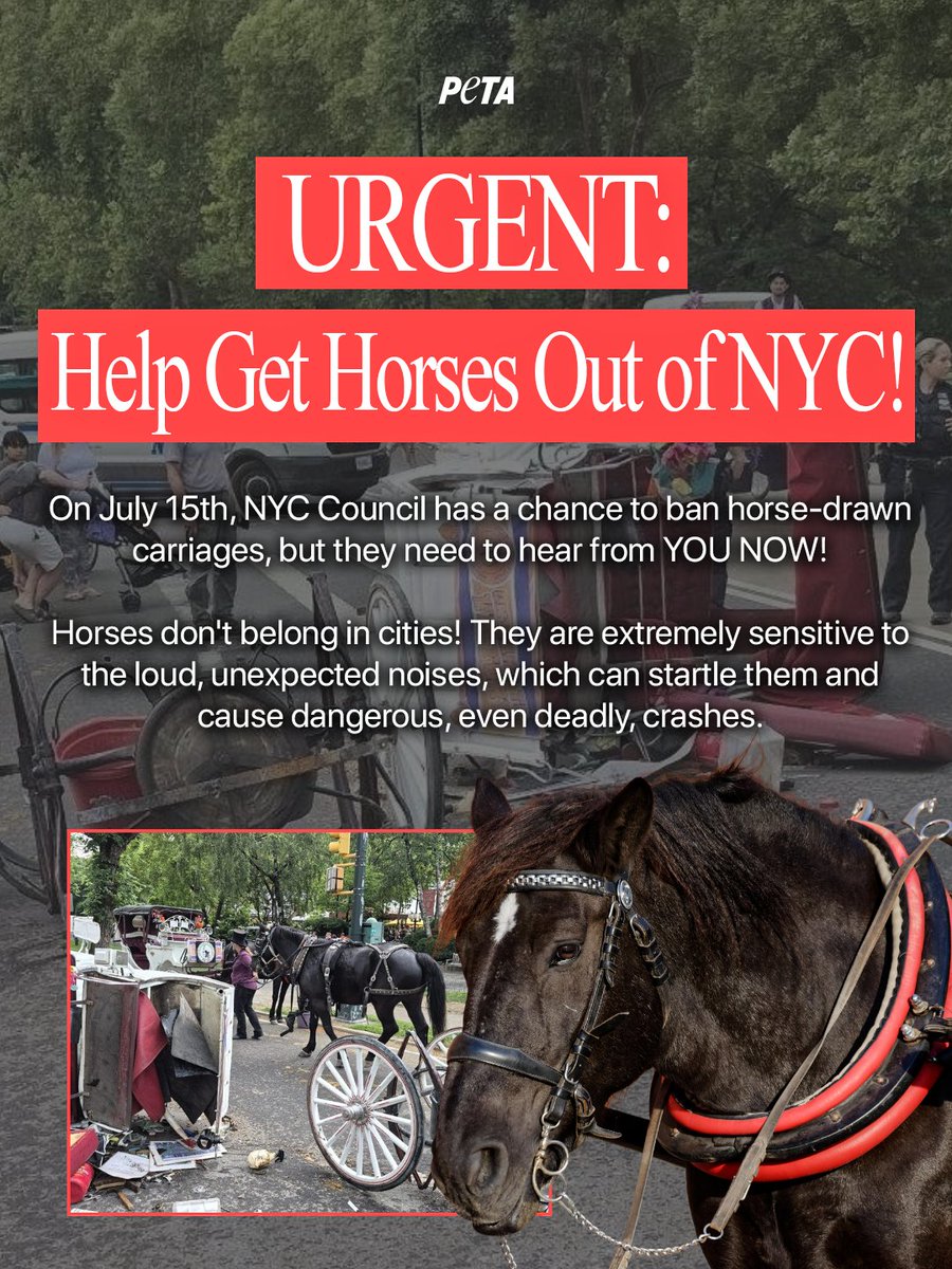 peta's tweet photo. URGENT🐴🚨
Tomorrow we're joining @nyclass, City Council members, advocates, &amp; supporters at City Hall for a rally and hearing on legislation to ban horse-drawn carriages in NYC.
We're closer than ever to protecting horses, tourists, and New Yorkers—but we need YOUR help! https://t.co/X9Ve0GLwUq