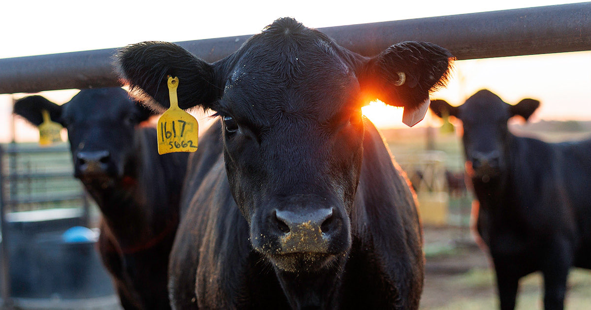 JaysonLusk's tweet photo. 🐄 Happy Cow Appreciation Day! 🐄

The recently launched Beef Center of Excellence brings together experts from across the beef supply chain to drive innovation, sustainability and profitability for producers.

🔗: https://t.co/XAtjAQ1nny https://t.co/E4bqzH4qai