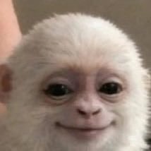 Albert The Monkey tweet media
