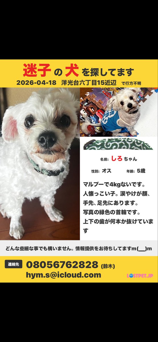 hitanx28's tweet photo. 本日も我が子を探しに
行方不明になった場所に行ってくる。

 #迷子犬 #マルプー #横浜市磯子区 https://t.co/XkHojQxMJD