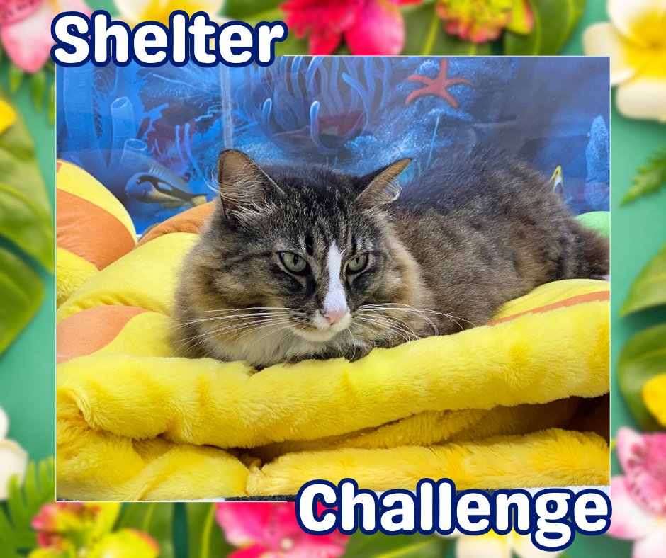 Blind Cat Rescue tweet media
