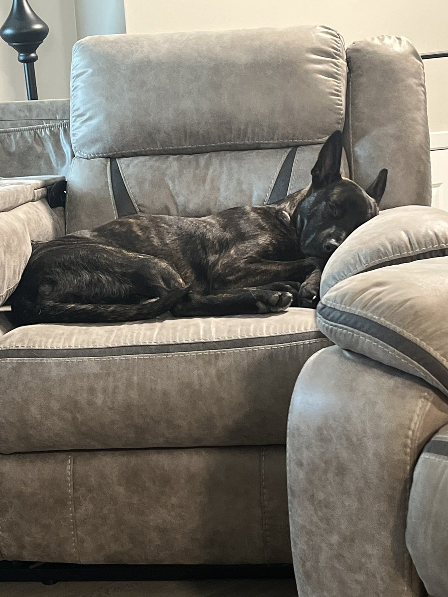 mattstaley179's tweet photo. Im resting because im always on watch!! #Malinois #germanshepard https://t.co/5EySFLnXnE