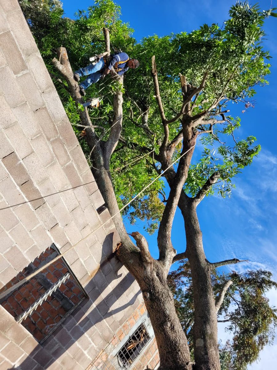 DistritoMuni's tweet photo. Con el objetivo de resguardar la vida de los habitantes de la colonia Las Rosas, Distrito Cuscatancingo, elementos de Protección Civil Municipal intervinieron un árbol que cedió en la zona. https://t.co/halZVmD3E4