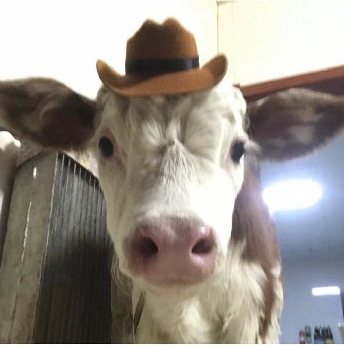 cow tweet media