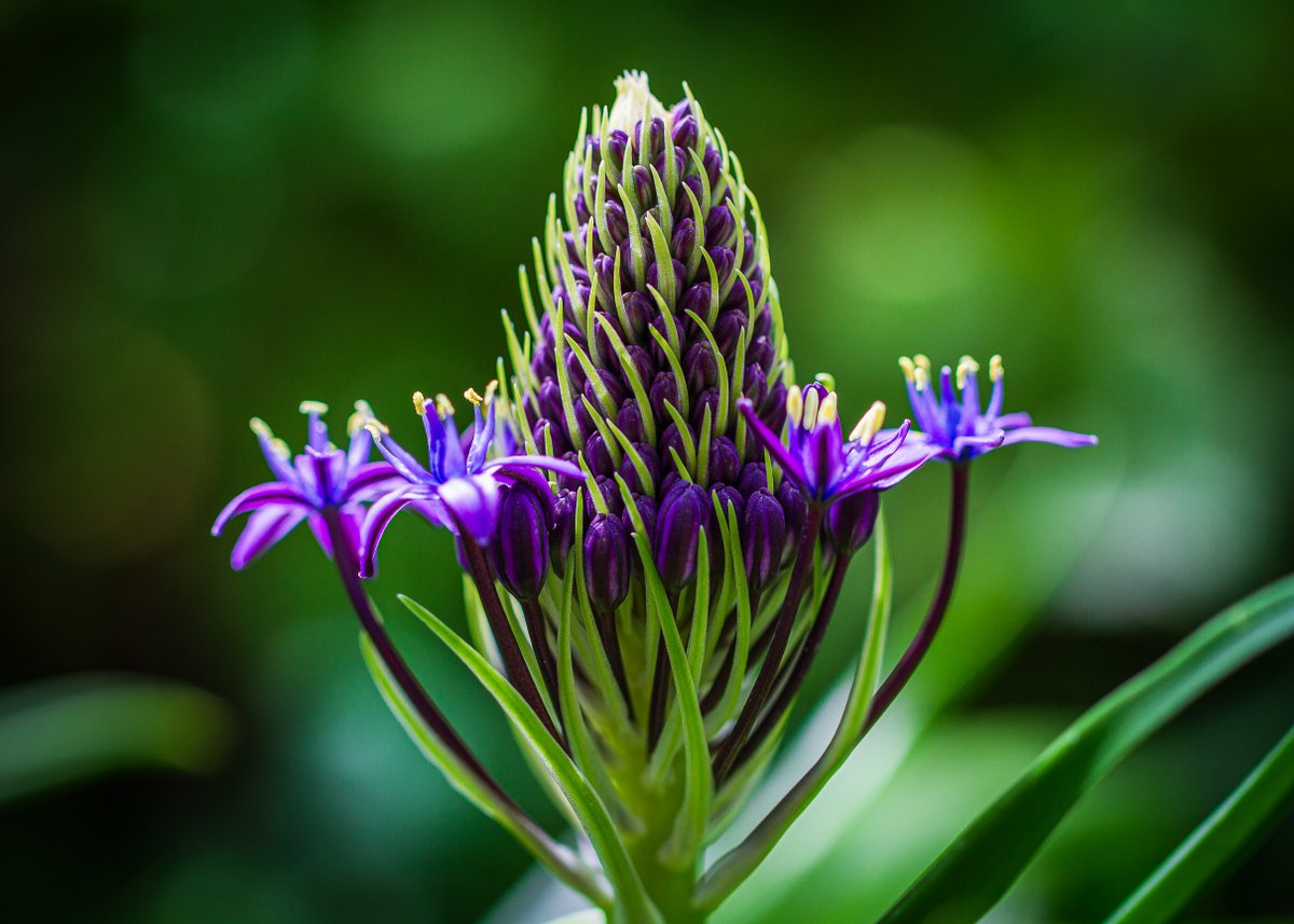 JohnGetchel's tweet photo. Photo challenge: Color Purple
Share your purple photgraphs. https://t.co/7vZ5NtNZx8