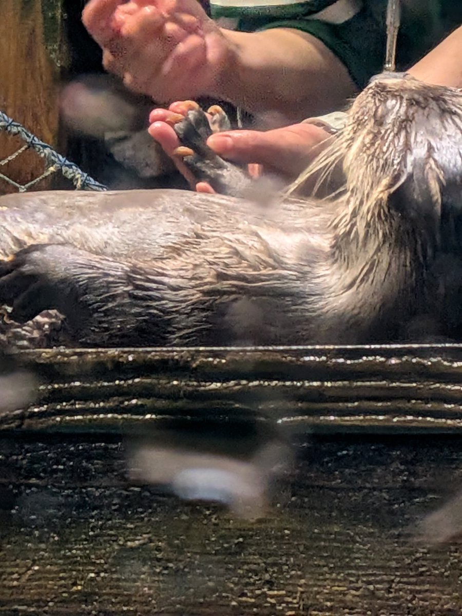 maru_448_g's tweet photo. コツメじゃないよ。
いつもコツメカワウソを見ているので、ちゃんと爪があるカワウソに衝撃。捕まれたら、痛そう・・・・。
トレーニングやご飯タイムのときは観察しやすい。

#大洗水族館
#アクアワールド
#カナダカワウソ　#おはぎ♂ https://t.co/M7Q3yIbjrQ