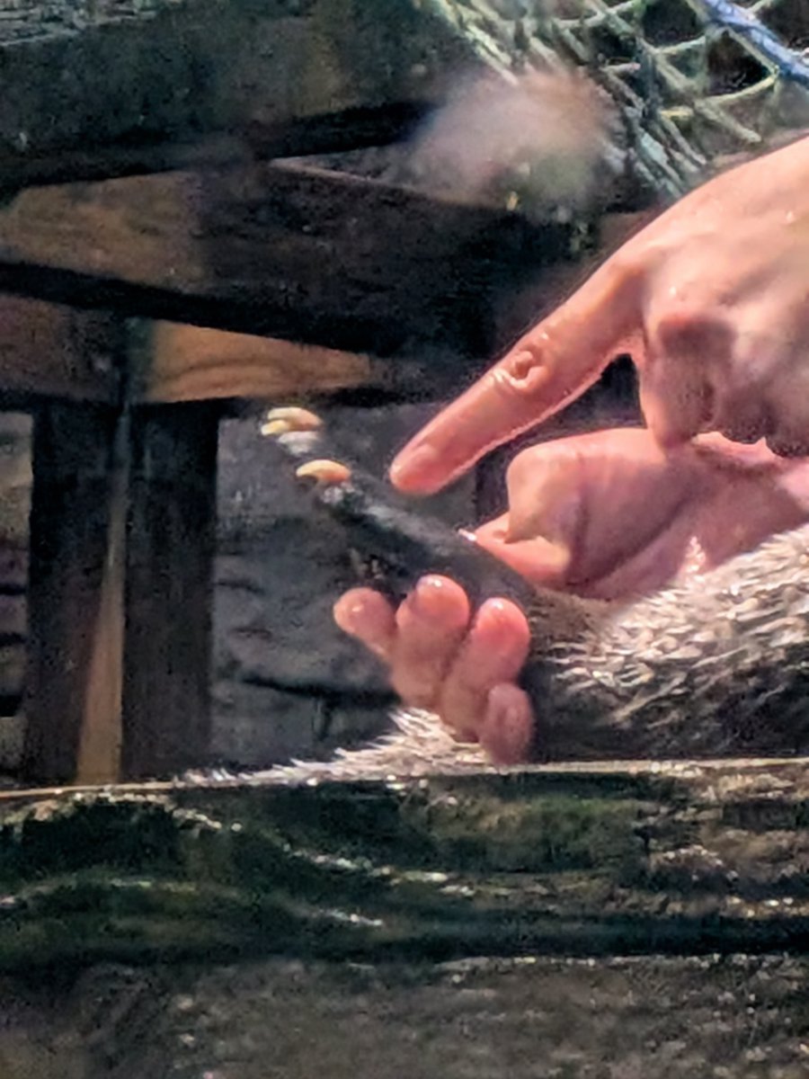 maru_448_g's tweet photo. コツメじゃないよ。
いつもコツメカワウソを見ているので、ちゃんと爪があるカワウソに衝撃。捕まれたら、痛そう・・・・。
トレーニングやご飯タイムのときは観察しやすい。

#大洗水族館
#アクアワールド
#カナダカワウソ　#おはぎ♂ https://t.co/M7Q3yIbjrQ