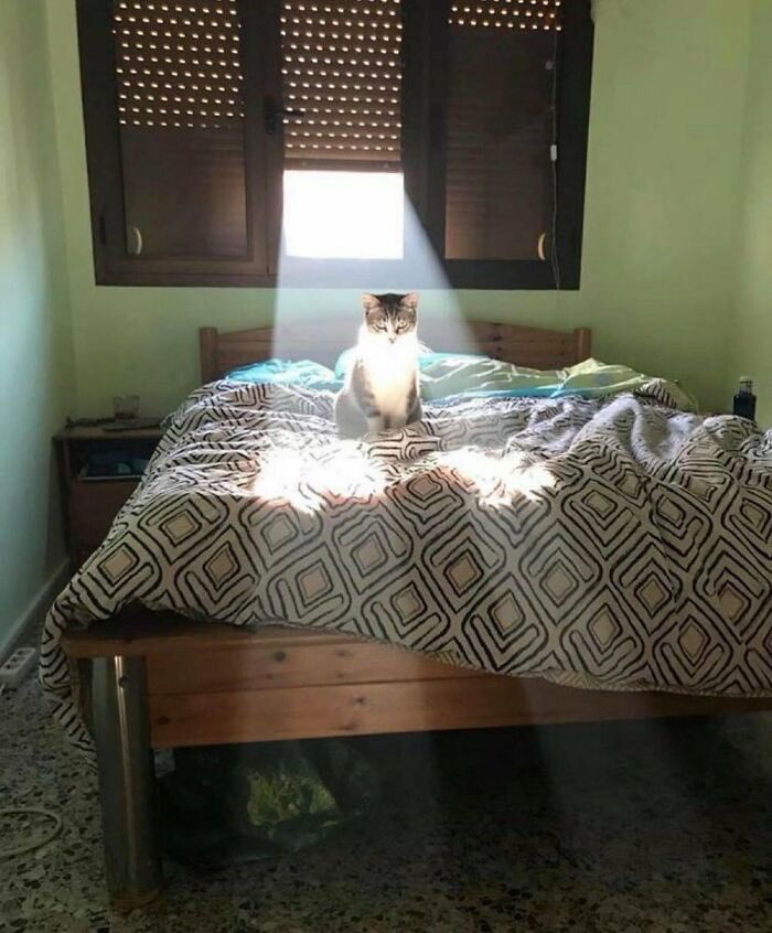 AgathaChocolats's tweet photo. In six words or fewer, write a story about this photo.
#sixwordstory #WritingCommunity #cats https://t.co/igidBSGlKb