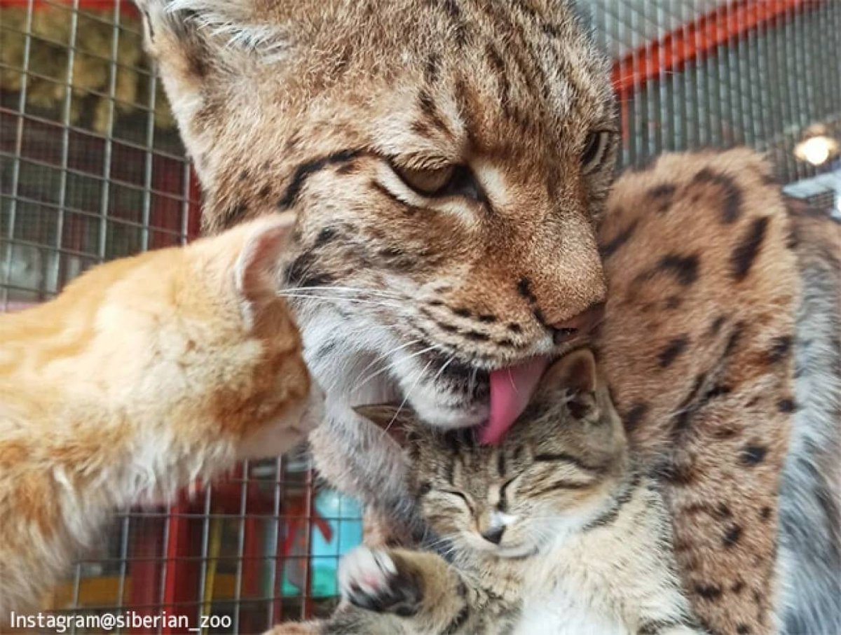 karapaia's tweet photo. ＜話題の記事＞
動物園の前に捨てられた3匹の子猫を我が子同然にかわいがったのはオオヤマネコだった
https://t.co/yu9b7mggAz https://t.co/uClt8scbQE