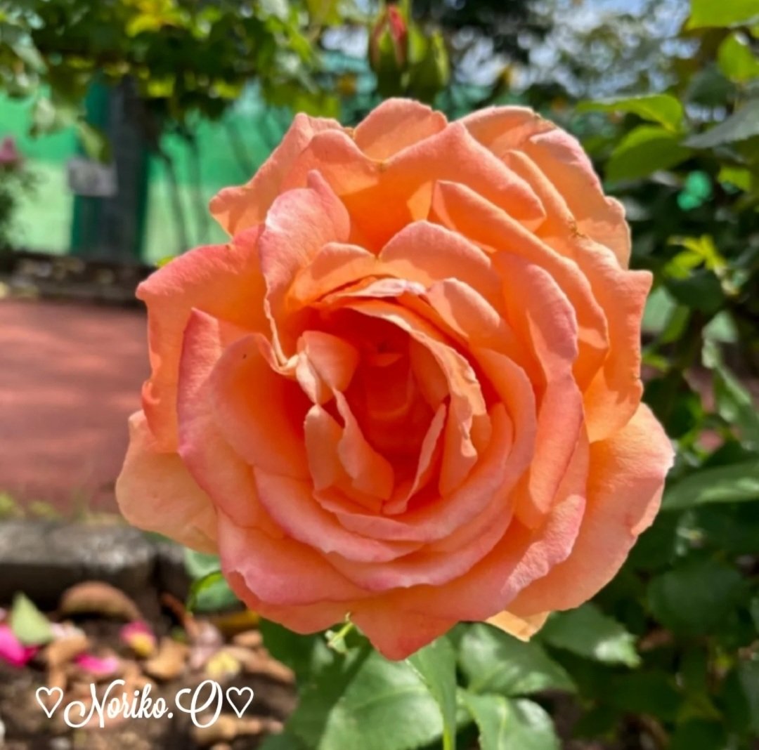 Nonno2200's tweet photo. 東京で 今季初めての熱帯夜
7時台で すでに30℃を突破
#おはよう2026
#goodmorning
#写真好きな人と繋がりたい
#ファインダー越しの私の世界
#roses
#薔薇
#flowers
#flowerlovers
#flowerlife
#花
#花のある生活
#2026年
#july
#7月
#japan
#今日の一枚
#ガーデニング
#summer
#夏 https://t.co/Uz3ntVupqC