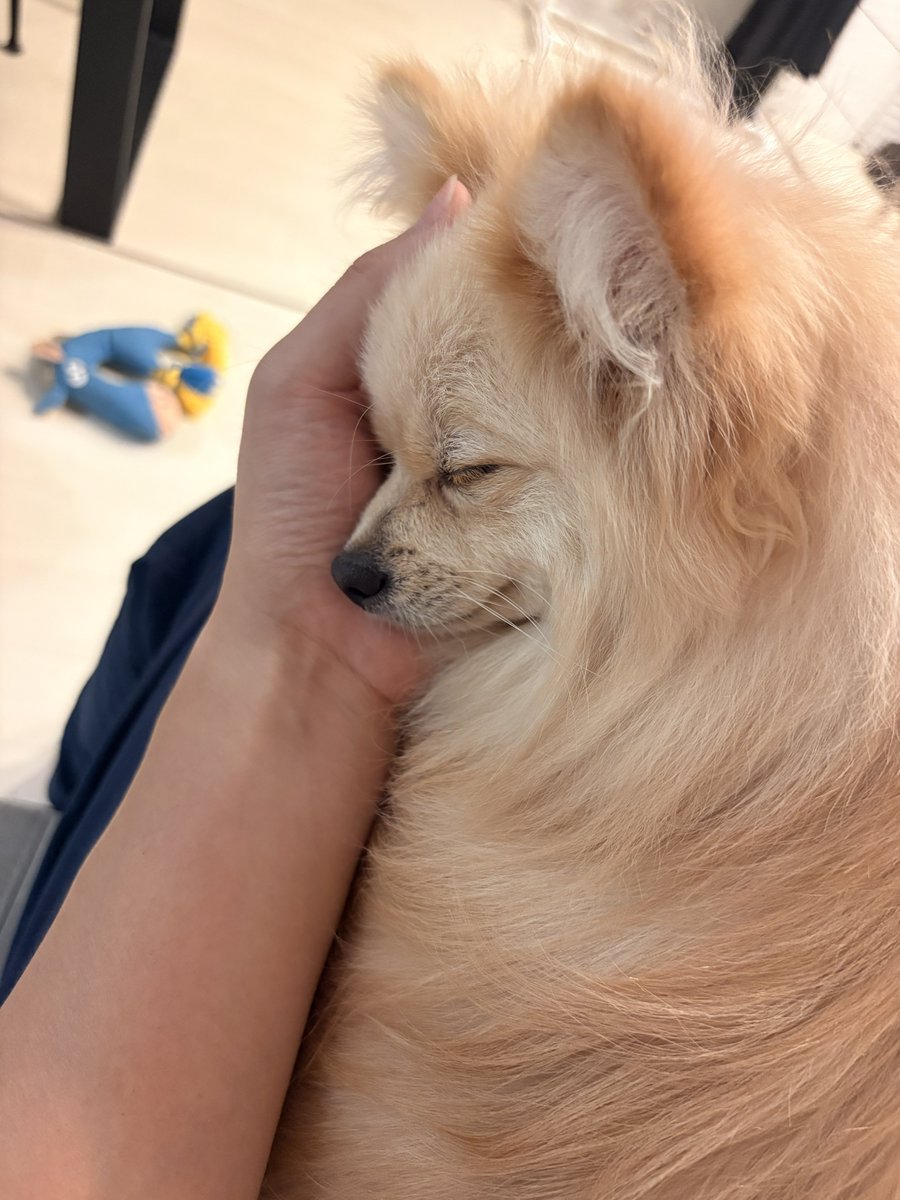 sessan_exe's tweet photo. シャンプー行って疲れたのか座ったまま手に顔を乗せて寝た https://t.co/vOMe41VpKO