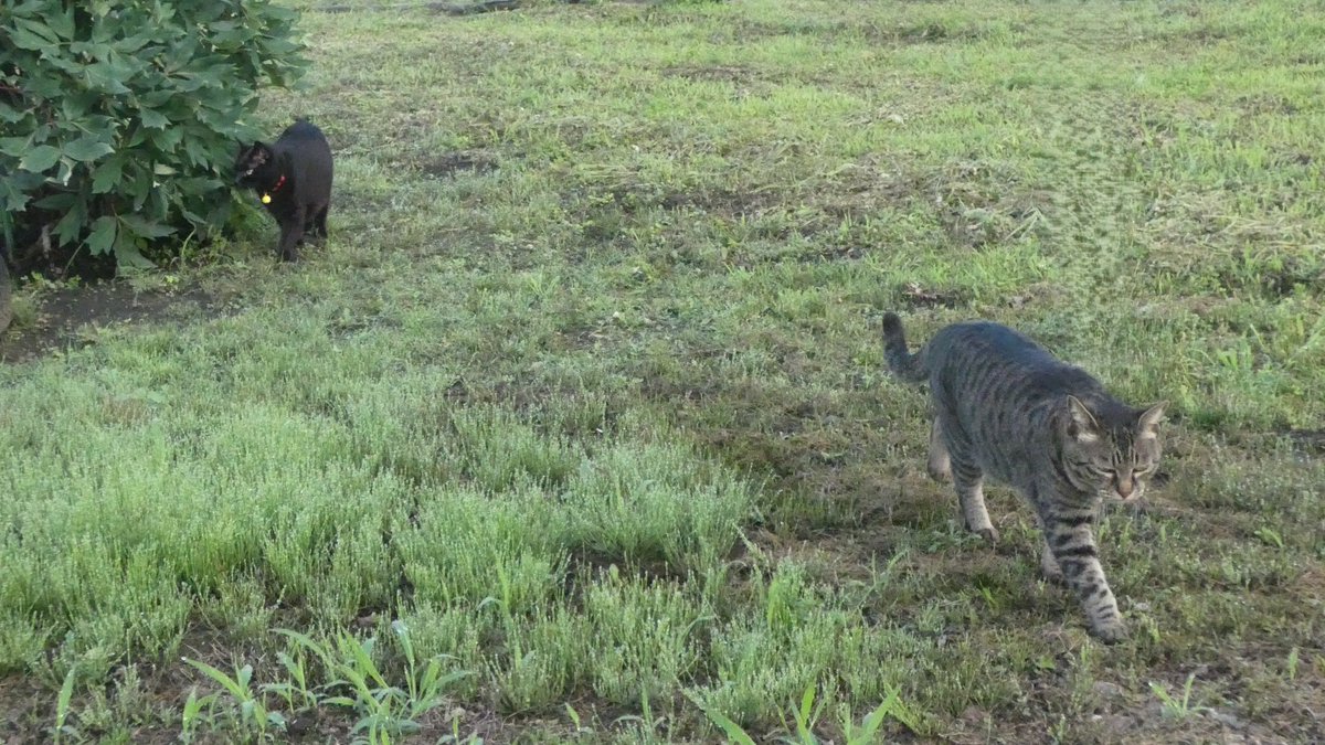 mavineko's tweet photo. 今日のノワ･ココ散歩🐈‍⬛2026.07.15 a.m.🐈
２０～２９℃ ☁
朝露はあるけどここ最近では乾いてる方だねと(/ﾟ▽ﾟ)o Let's Go♪

直ぐに北庭にまわるノワール😅

ココも近くにはいるけどノワールの隣には行かないね(･･｡)ん?

南庭にまわって遠くの人を (●￣　￣●)ﾎﾞｫ－－－－と
眺めてたけど、いきなりノワが帰っちゃって終了∑(๑º º๑) えっ!?

移動距離短すぎだぞ😅
#黒猫ノワール #黒猫もいいぞ #ぽっちゃり部屋
#縞猫ココ #猫好きさんと繋がりたい