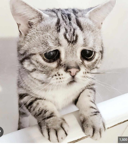 Chicofn69's tweet photo. OFFICAL fortnite PRO!☹️ retirment now that im 32 yrs🥀
after alo😕t of thinkng ive Decieded too retire. i only made $350 from cash cups 🥀
the Truthe is im😕 washed and shit now. i lost my Poundyness. i used too be the🥀
 one🤧 pounding now im just geting pounded.🥀🕊️ https://t.co/iigvWWRQM8