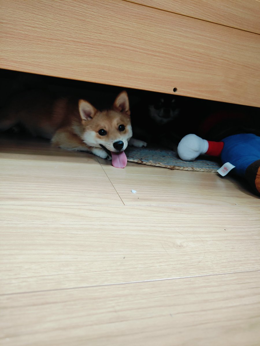 ohagimm's tweet photo. もうすぐ夏休み〜
犬たちも元気いっぱい

うちのわんちゃん
クレア チワワ
虎徹ポメ柴

 #ペット
 #犬
 #チワワ
 #ポメ柴 https://t.co/WktlXQ7QLG