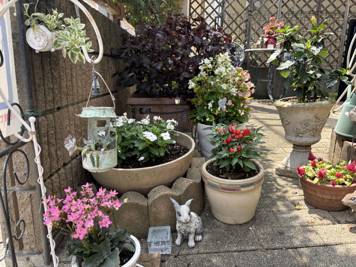 maeruri824's tweet photo. 🌺朝からアッツイですねー🌺
早朝の上尾駅。今日は、とのべ県議、小高市議と一緒にご挨拶。皆様、お気をつけて行ってらっしゃいませ〜☀️ 我が家のお花達も日差しを浴びて元気いっぱい💐
#とのべなおの #小高進 #前島るり https://t.co/clkEsrQ640