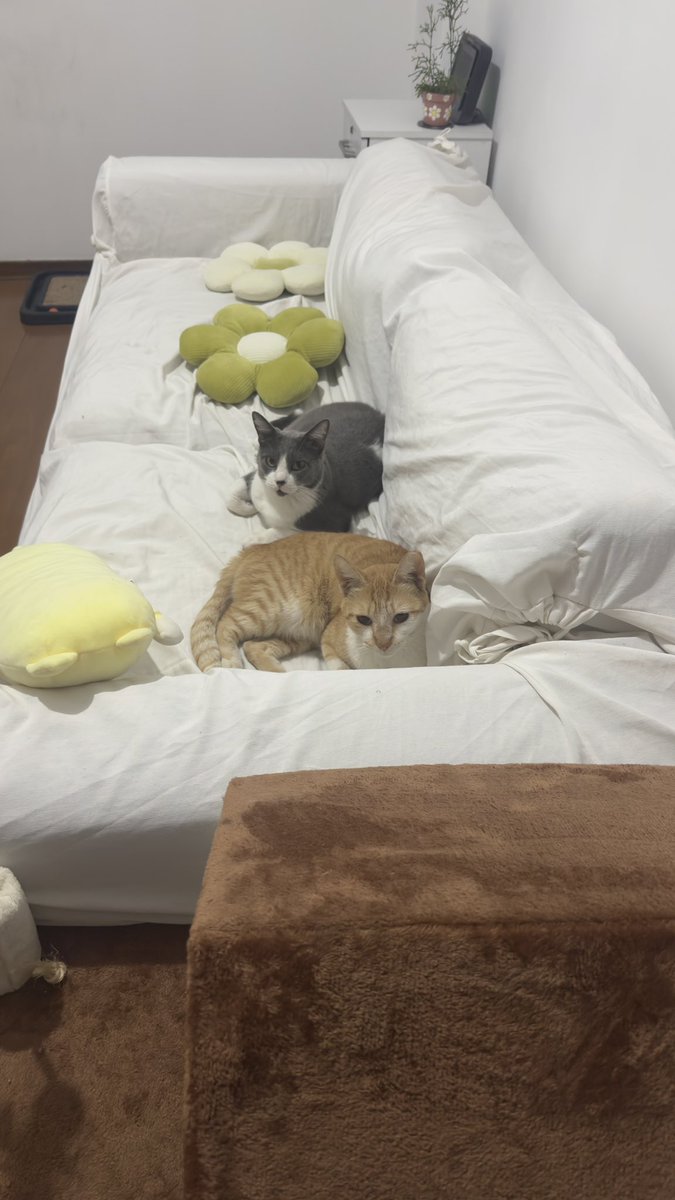 Anajup_'s tweet photo. Em março eu adotei o Molico, ele vivia na rua em uma colônia de gatos e era cuidado pela Priscila. No domingo eu decidi adotar mais um gato da mesma colônia, o mimo. 

Porém, com a adoção do mimo, sobrou apenas um gato (não arisco) na colônia, o Gucci. 

Me ajudem a achar um lar pra esse neném 😭
