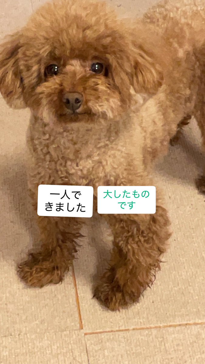 mana89655152's tweet photo. セレクトセールでの
なんか可愛かった言葉。

ママから離れるって大変なことだよね。
ちぃも早くにママから離されて😢ごめんね https://t.co/mjohfX1eoI