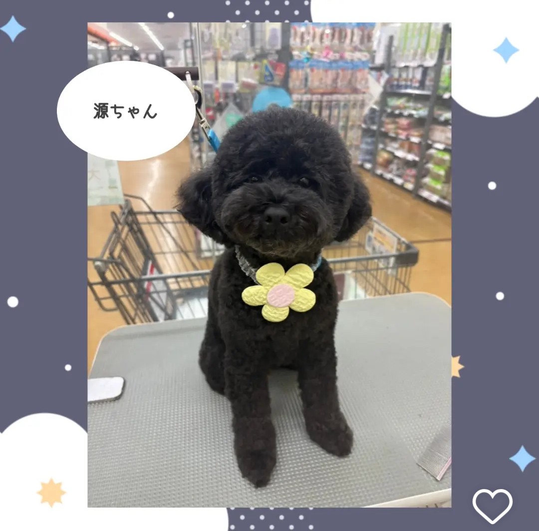 mamiko222's tweet photo. 源しゃんシャンプーしてもらいました！いつものトリマーさんに喜びを表現する源しゃんです！！
娘っち👧から　宅配が届いて　嬉しー嬉しー中身
我が娘ながら　チョイスが最高　ありがとうねぇ～
#トイプードル　#ブラックトイプードル　#ダッフィー https://t.co/aNlysnxDPC