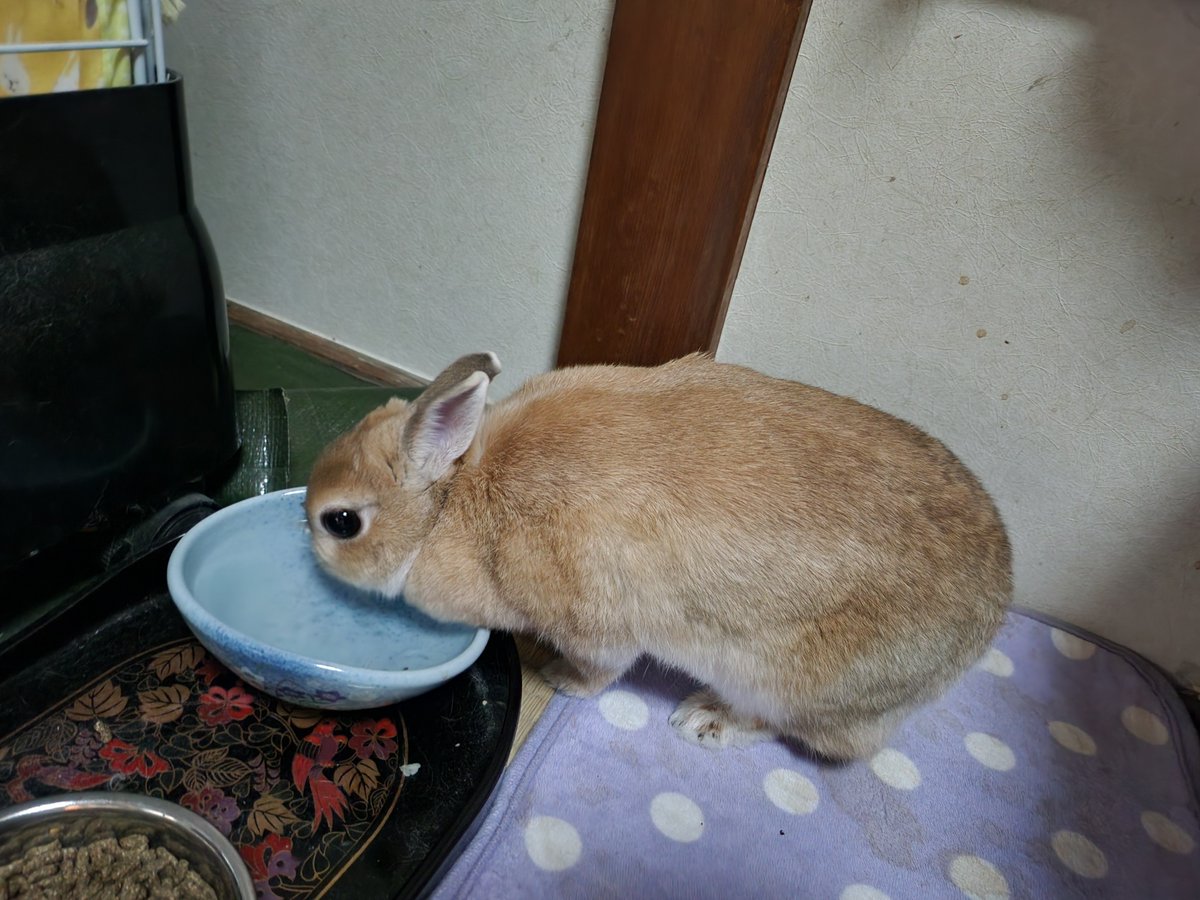 ゴンちゃんのお部屋 tweet media