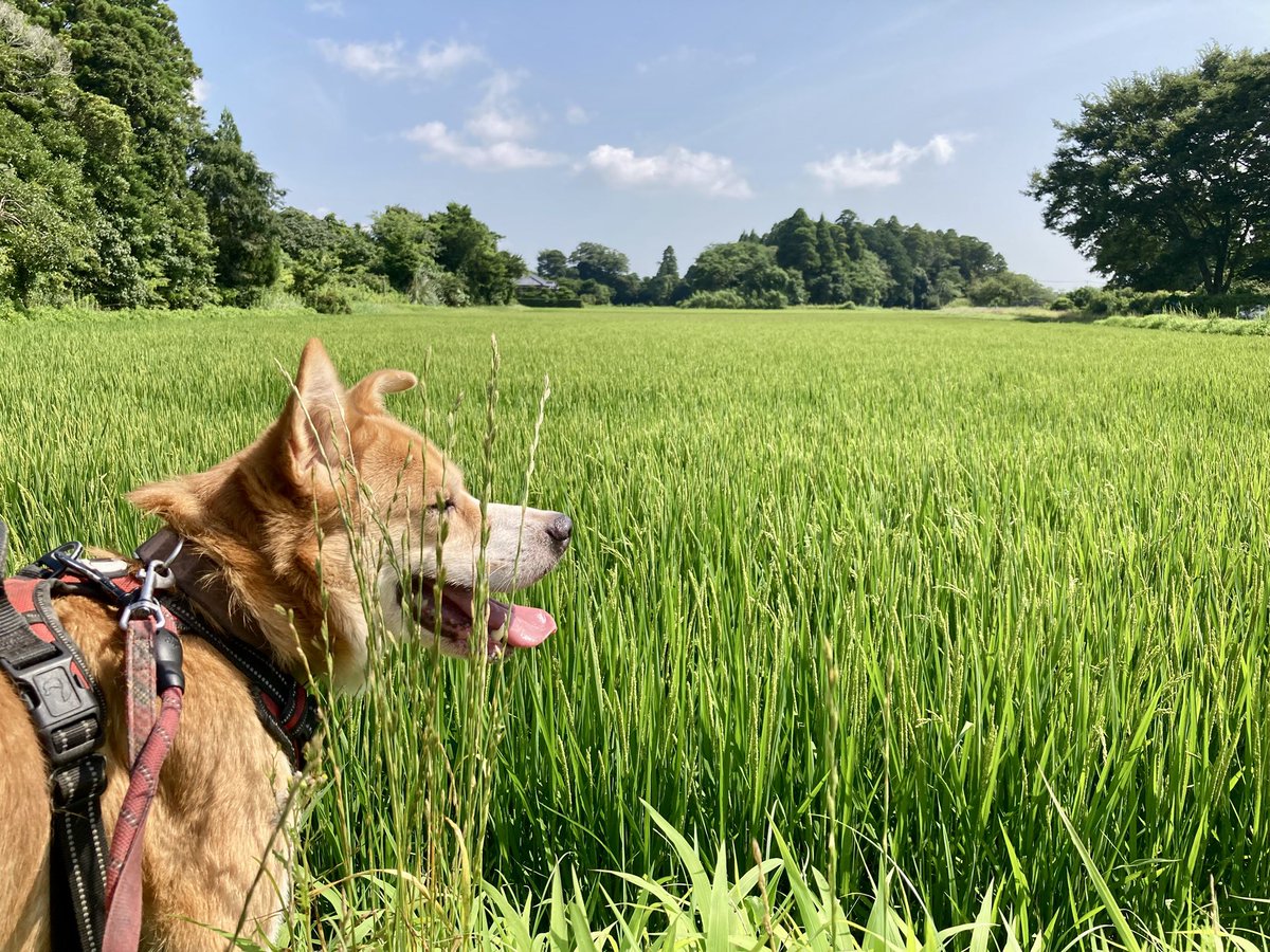 OCCI164's tweet photo. 水曜日の #土手散歩 🚶🐕
朝から日差しが厳しいよ☀️熱中症警戒アラート出てるね⚠️
桜並木の木陰は涼しくて風も気持ちいい🌬️
久しぶりに土手を下りて杉並木に行ったよ🌲
田んぼの様子。稲穂が出揃った🌾まだ立ったままだけど出穂から40日位で稲刈りだからもうすぐだね🍚明後日から農薬散布も始まるよ🚁 https://t.co/4FtDY431MV