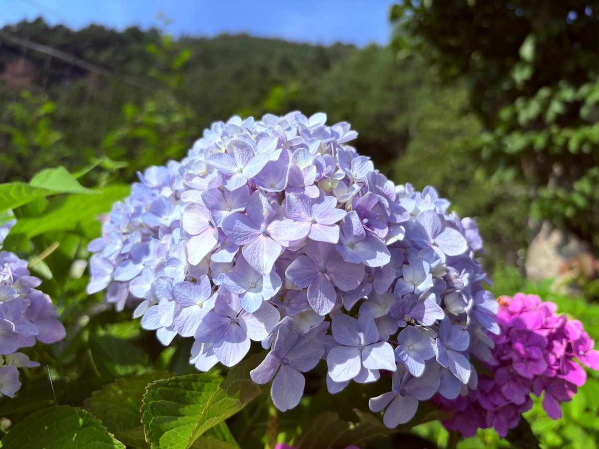 ko_kosuge's tweet photo. \小菅村、夏の音と色/
暑い日が増えてきましたね🌻
小菅村でも日中は気温が上がり、夏の気配を感じます。

そんな中、村内ではアジサイがきれいに色づいています。
雨上がりや朝露に濡れる様子もまた、風情があっていいですね。

フォレストアドベンチャー・こすげの入り口には、かわいらしい風鈴が登場しました🎐
風が吹くとチリンチリンと響く優しい音色が素敵。
画像では伝わらずすみません💦

村にお越しの際は、アジサイの色や風鈴の音色で、
ぜひ小菅村の夏を探してみてください。
皆さま、こまめな水分補給など、熱中症には十分気をつけてお過ごしくださいね。