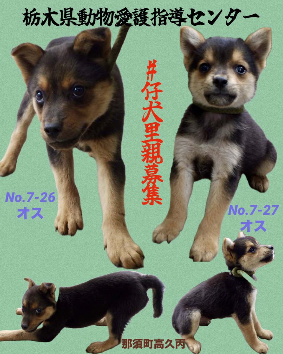 gollfe's tweet photo. #仔犬里親募集
🆘栃木県動物愛護指導センター🆘
また幼い兄弟と思われる仔犬が収容
全国で繰り返される仔犬の収容。
センターを管轄する知事に
不妊去勢の推進や地域への啓発を進めるとともに
収容された仔犬はできる限り譲渡会へ
一頭でも多くの命を救う仕組みを 
繋いで頂きたいと願っています
📍7/14 那須町高久丙で保護
🔹No.7-26
🔹生後約3か月・オス（黒茶）
🔹No.7-27
🔹生後約3か月・オス（黒茶）
♦️掲載期日 7/27
🍀子犬譲渡申し込み⬇️
https://t.co/2VlPqOr7JX