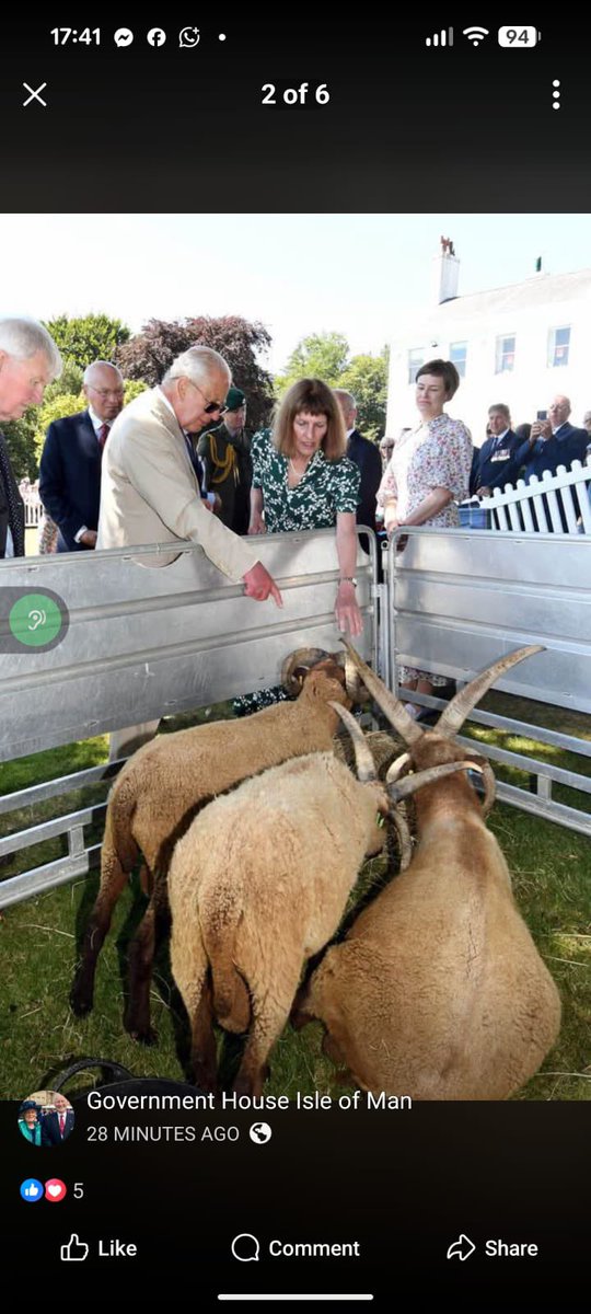 Manx Loaghtan tweet media