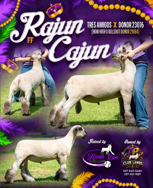 noveldesigns's tweet photo. STUD RAM SHOWCASE: Rajun Cajun (Tres Amigos x How High) - Bred by Homerun Club Lambs, Owned by JB Club Lambs. Check him out at: https://t.co/vytwmPcu4Z https://t.co/nH0dqYmMP3