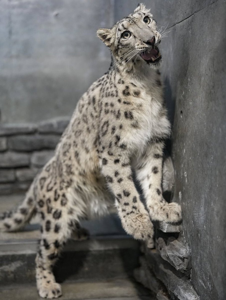 JakkoSnep's tweet photo. @bigcatburger Getting the SNEPPIN DUB https://t.co/cpyhzeEExH