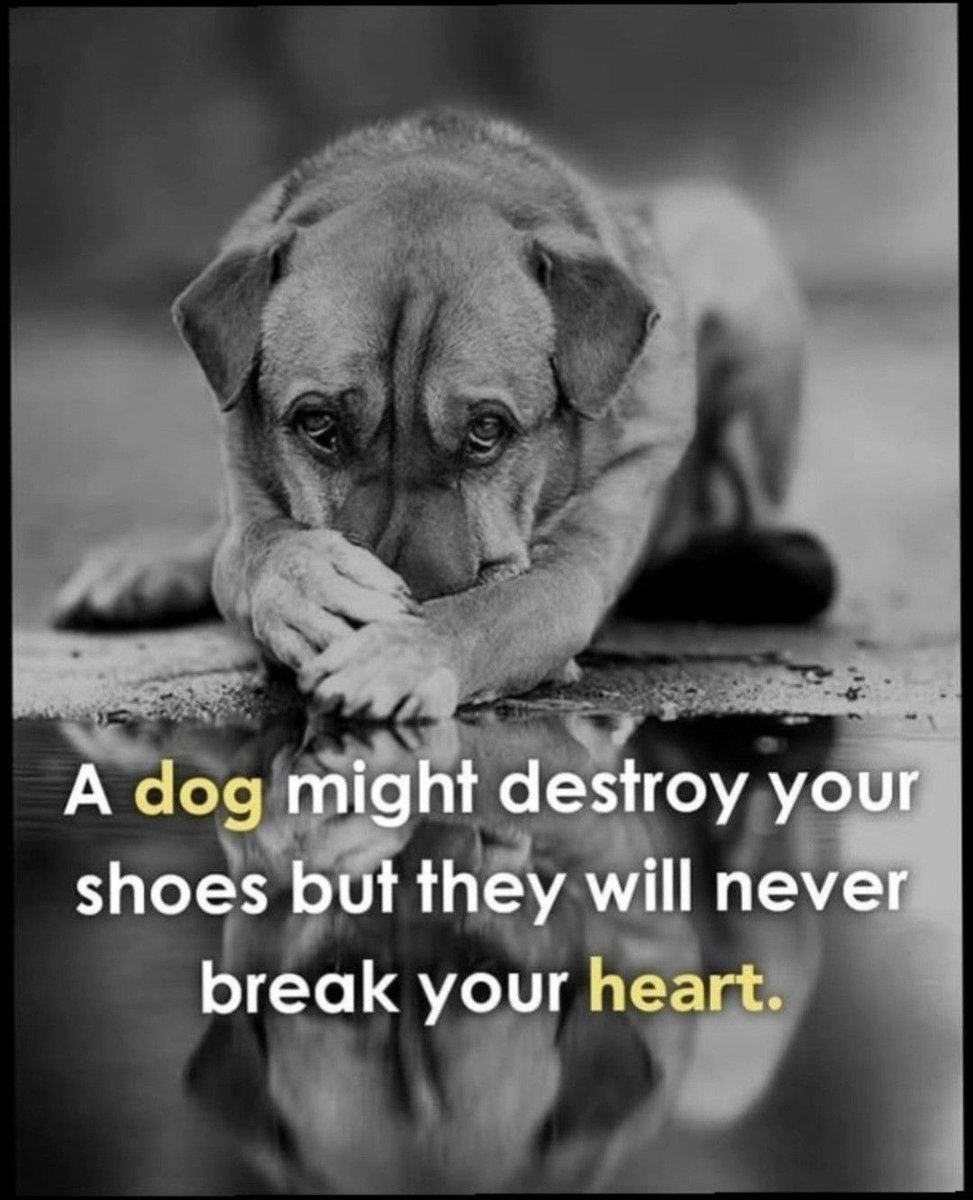 DogLovers03's tweet photo. https://t.co/x0ag8xvYAE
