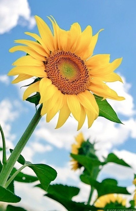 granddays_psy2's tweet photo. おはようございます☕🌿

誰のものでもない自分の人生。

​それは時に孤独を伴う
かもしれません

でもね…独りではないと気づく度に
歩いてきた道が愛おしくなります

​誰のものでもないこの人生だからこそ
出会えた奇跡に感謝して

今日もあなたに
ありがとう

(^^)ｺｺﾛ💕
皆様💐素敵な１日を🍀🕊️ https://t.co/cHGnPtddgD