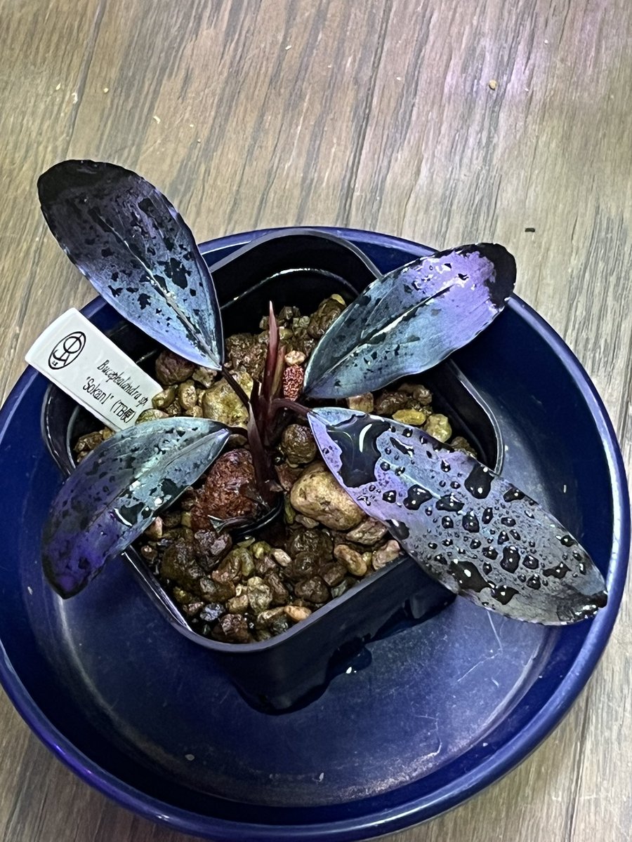 ブセファランドラ