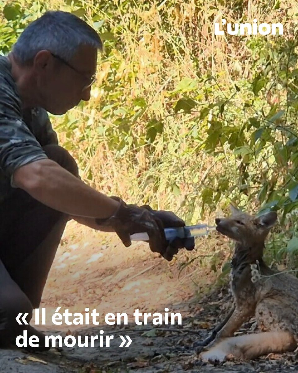 Loovenelle's tweet photo. Il sauve un renardeau épuisé et déshydraté par la chaleur dans la Marne
➡️ https://t.co/TZqMojHqQg https://t.co/FVlKFmY1jo