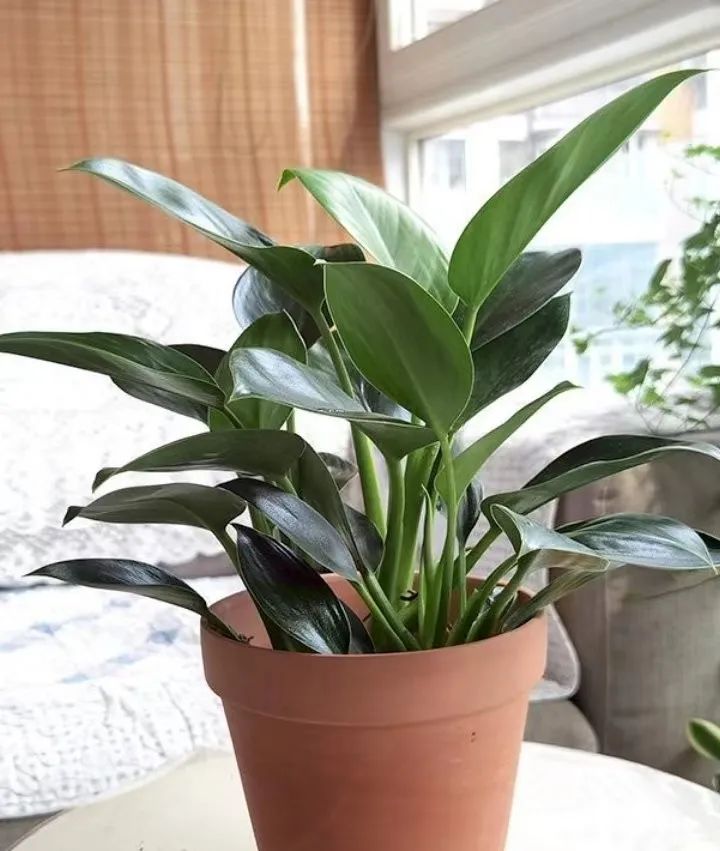 KWetterich's tweet photo. [Water your pothos when the top 2 inches of soil feel dry, keep it in bright indirect light u0026 it’ll thrive! ] https://t.co/aRAAR6ZxXX