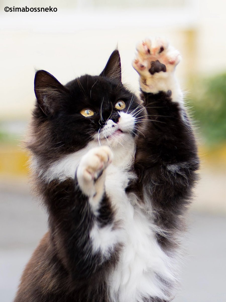simabossneko's tweet photo. ハイタッチ🐾 可愛いおてて💕
High-five!🐾 Cute paws and muzzle.

#ねこ #猫 #cat https://t.co/upElHevuoI