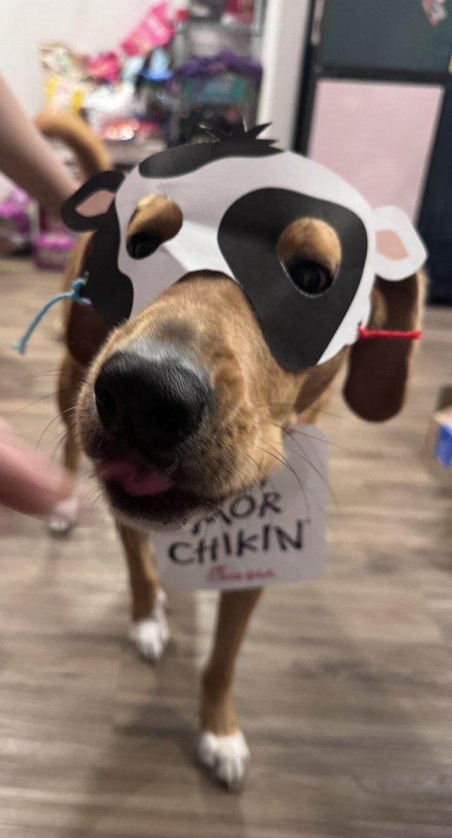 CMTeach03's tweet photo. @ChickfilA how’d Bodhi do? https://t.co/mhmhNQCfUD