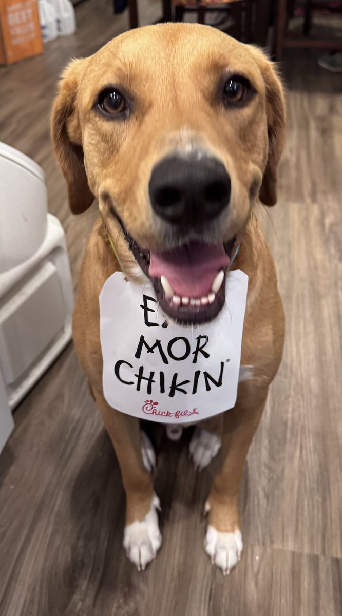 CMTeach03's tweet photo. @ChickfilA how’d Bodhi do? https://t.co/mhmhNQCfUD