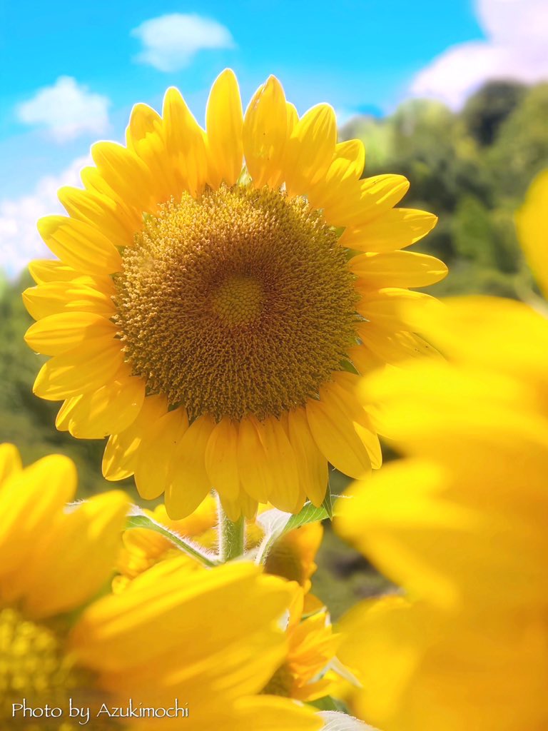 azukimochi_room's tweet photo. おは( ॱ꒳​ॱᐢ )🌻˙˚ʚ https://t.co/5vO180Lu8s