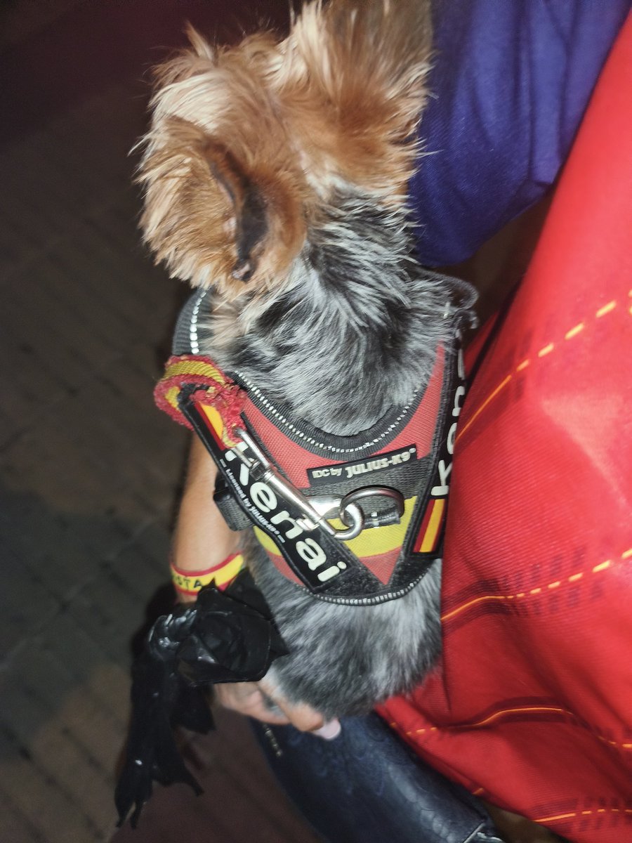 cid_lauri's tweet photo. Buenas noches 🇪🇦⚽🐾🇪🇦 https://t.co/BheNGZrnFi