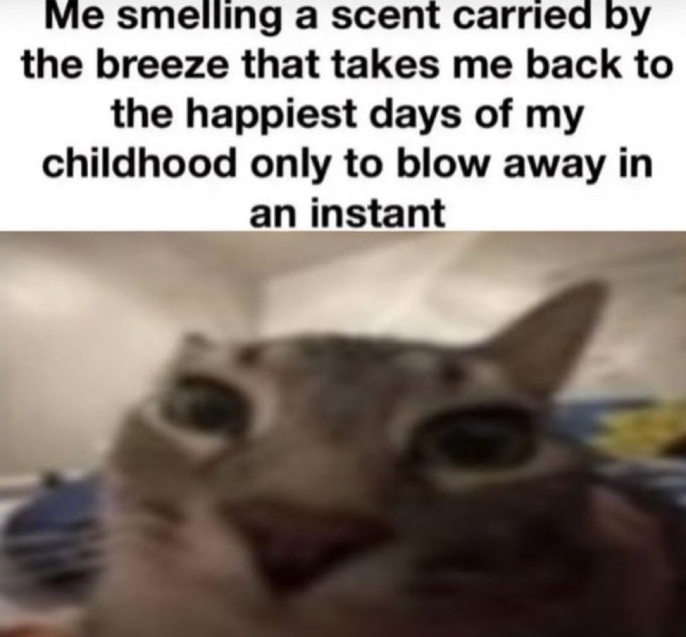 LiterallyMeCats tweet media