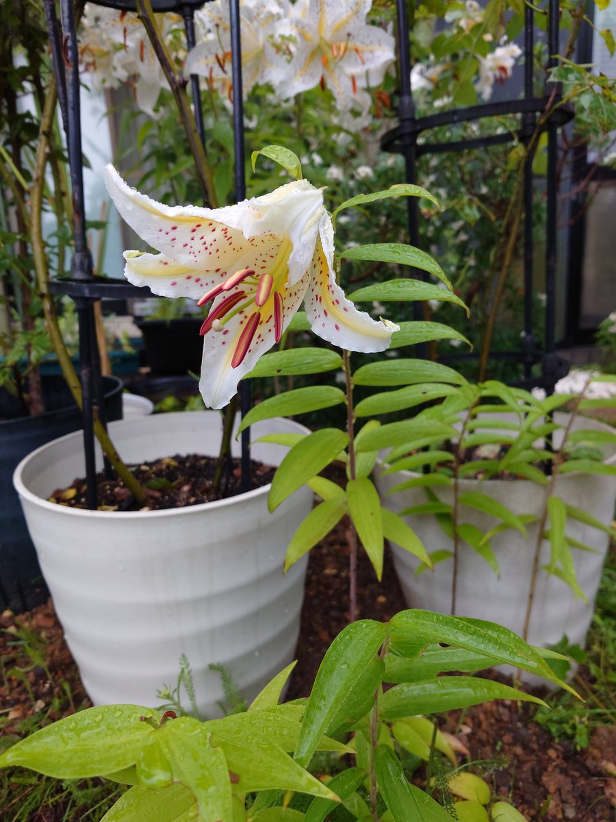 3sanko's tweet photo. 庭に群生してる山百合、一輪咲くのに芽吹きから最低でも５年はかかる。その後は年を経る程に一茎からの花が増えてゆく。じゃ仮に５輪だと10年以上の古株か…実はこれらは全て植えた訳じゃなくて、裏の土手から種が飛来し、根付いた(のを抜かずに放置した)結果。独特の濃密な香りが室内にまで漂ってる。 https://t.co/3XrFrVL2KD