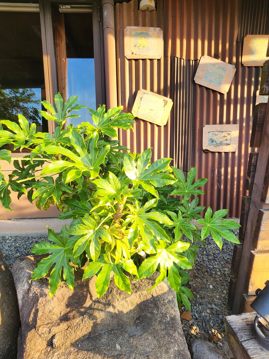 sawaringer's tweet photo. 早起きして、やりたかったことのひとつだったウォーキングができた。
たったそれだけだけど、気持ちが上向く。
モチベーションは待つものじゃなくて、小さな行動から生まれるのかもしれない。 #朝活 #ウォーキング https://t.co/Y2AeIMCG8d