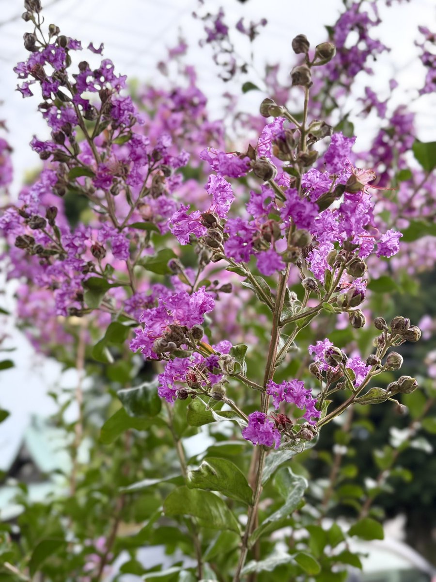 soyokaze244K's tweet photo. #私の_世界に一つだけの花 #SMAP
おはようございます
静岡も気温があがり本当に暑い暑い1日でした
昨日はこの夏初めてエアコンを付けて寝ました
朝から神社で蝉が合唱して梅雨明けしてる様な気分です
水分補給と休息してご自愛ください
𓂃◌𓈒𓐍◌𓈒
#新しい地図 https://t.co/0QUhrSwS5F