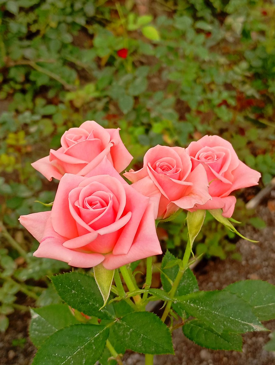 StephenO39138's tweet photo. Give her roses and say, " Since I met you girl, nothing has ever been as beautiful as you, if you are the definition of beauty anything else's gonna be ugly, but here I got a rose for you... It could be your only competitor🌹😘♥️" https://t.co/h1VV8YZswT
